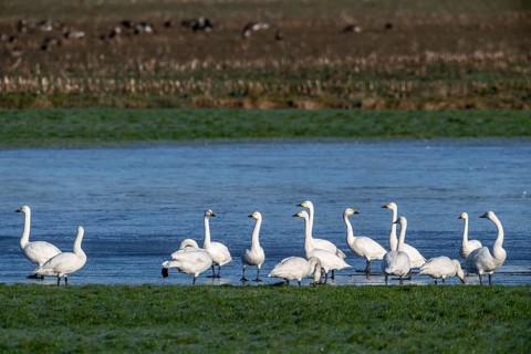 Whooper swans (Cygnus cygnus) and Bewick's swans (Cygnus bewickii), Emsland, Lower Saxony, Germany,