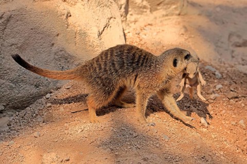 Tiger nut (Suricata suricatta), adult, juvenile, carry, carrying, newborn, baby, female, mother