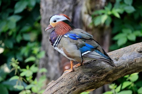 Mandarin duck (Aix galericulata), adult, male, on tree, Germany, Europe