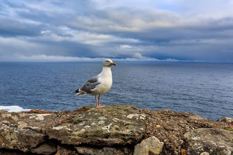 Seagull on a rock, Slea Head Drive, Dingle Peninsula, Kerry, Wild Atlantic Way, Atlantic Ocean,