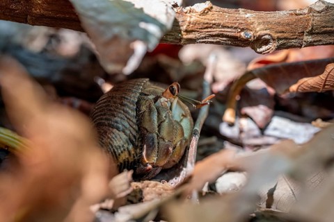 Pacific hermit crab (Coenobita compressus) on the forest floor, Manuel Antonio National Park,