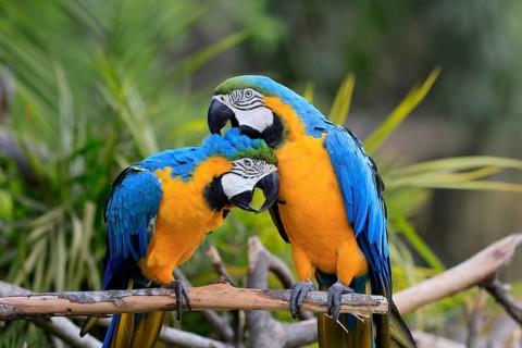 Yellow-breasted Macaw (Ara ararauna), adult, perch, pair, social behaviour, plumage care, South