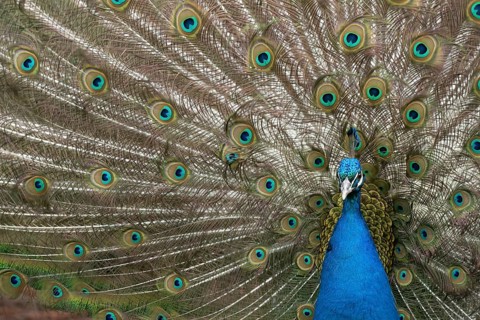 Indian peafowl or Peacock (Pavo cristatus) adult male bird displaying showing its tail feathers,
