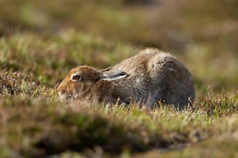 Mountain hare (Lepus timidus) adult animal in its summer coat resting on a hillside, Cairngorm
