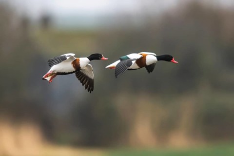 Common Shelduck, Tadorna tadorna, bird in flight over winter marshes