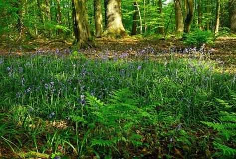 Forest hyacinth (Hyacinthoides non-scripta) in bloom in deciduous forest, Lower Rhine, North