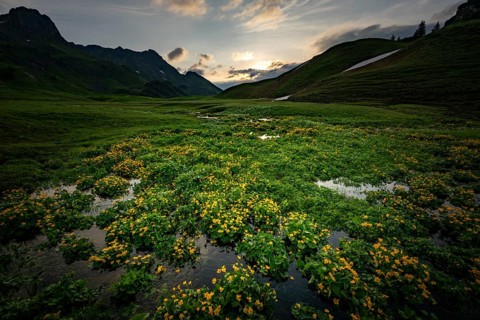 Summit in the morning light with dramatic clouds and marsh marigolds (Caltha) with stream in the
