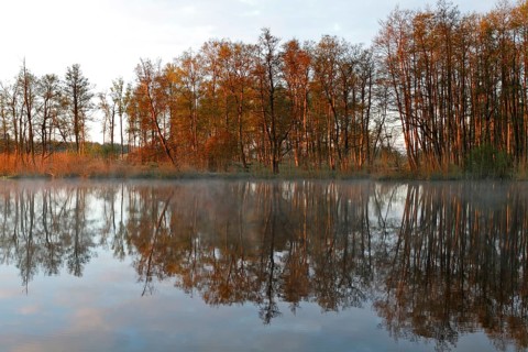 Alder quarry forest in the morning on the Peene with reflection of the trees in the water,