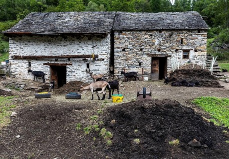 Goats (Capra) and goat pen, village of Sonogno, Verzasca Valley, Valle Verzasca, Canton Ticino,