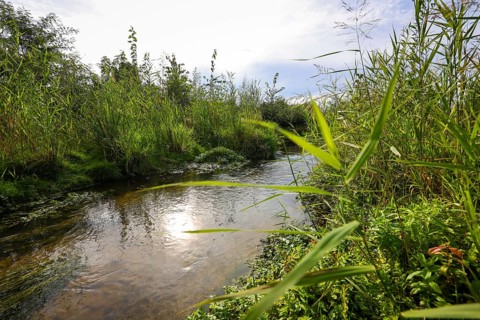 Bottrop-Gladbeck, North Rhine-Westphalia, Germany, Renaturalised Boye, the tributary of the