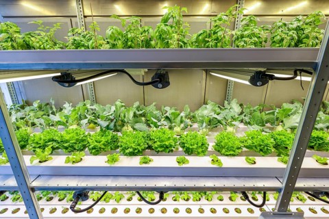 Dinslaken, North Rhine-Westphalia, Germany, Regional vegetable cultivation at the sewage treatment