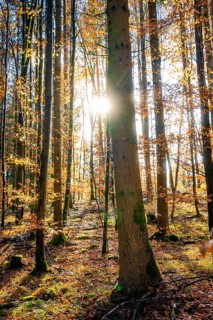 Sunbeams penetrate an autumnal forest and create a peaceful atmosphere, tree planting campaign,