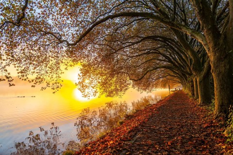 Autumn colours on the Platanen Allee, Hardenberg Ufer, lakeside path on Lake Baldeney, near Haus