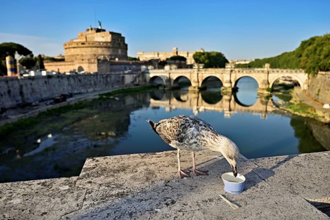 Young Mediterranean gull (Larus michahellis), sitting on a bridge while feeding, in the background