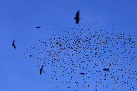 Approximately 1 million bramblings (Fringilla montifringilla), in flight over their roost at dusk,