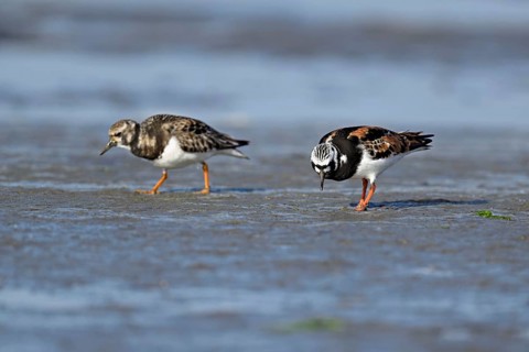 Turnstone (Arenaria interpres), foraging in the mudflats at low tide, Texel, North Holland,