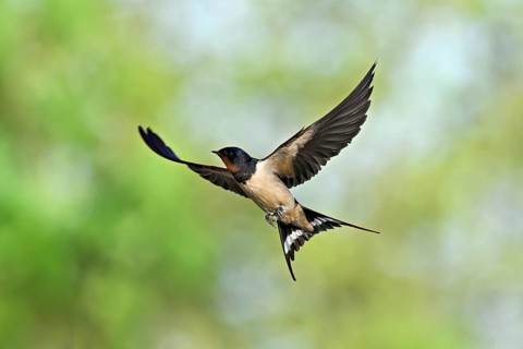 Barn Swallow (Hirundo rustica), in flight, Texel, West Frisian Islands, province of North Holland,
