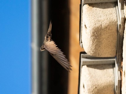 Common swift (Apus apus), adult bird in flight leaving its nest, which is one of a row of