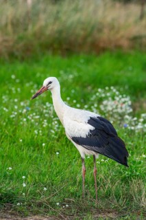 White stork (Ciconia ciconia) on a flower meadow on the edge of the village of Hansfelde,