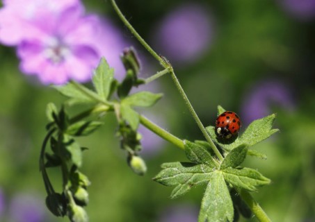 Asian lady beetle (Harmonia axyridis), multicoloured or harlequin ladybird on cranesbill