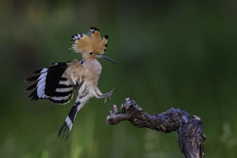Hoopoe (Upupa epops) adult bird approaching a grapevine, Bird of the Year 2022, raised canopy,