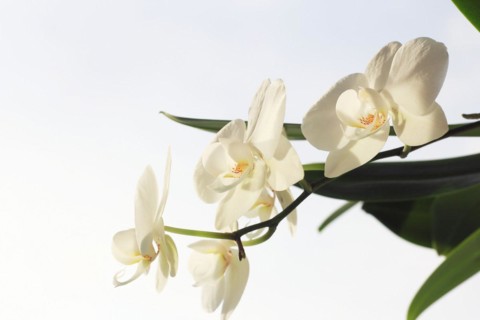 White orchid (Phalaenopsis), flower, North Rhine-Westphalia, Germany, Europe