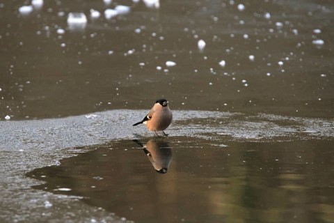 Eurasian bullfinch (Pyrrhula pyrrhula) reflected in the lake, winter, Saxony, Germany, Europe