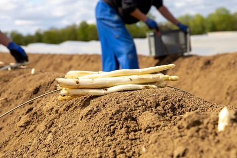 Asparagus harvest at farmer Hartmut Magin's in Mutterstadt, Rhineland-Palatinate