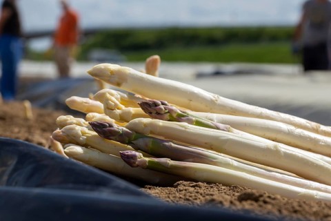 Agriculture asparagus harvest in Mutterstadt, Palatinate