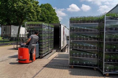 Horticultural company, lavender plants, in flower pots, outdoors, are packed for transport to the