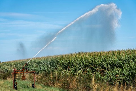 A field is artificially irrigated, water is sprayed onto the field via a sprinkler system, maize