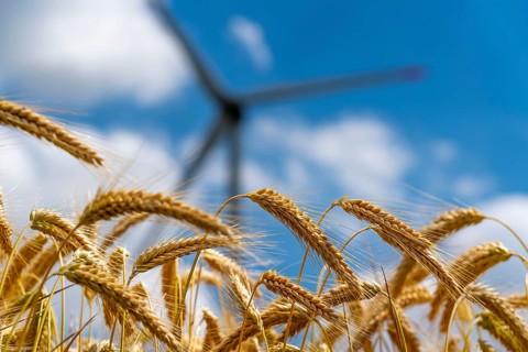 Grain field, ready for harvest, barley, ears of grain, rotors of a wind power plant