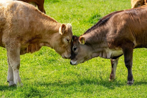 Herd of cattle, dairy cows, grazing in the Styrumer Ruhrauen, Mülheim an der Ruhr, North