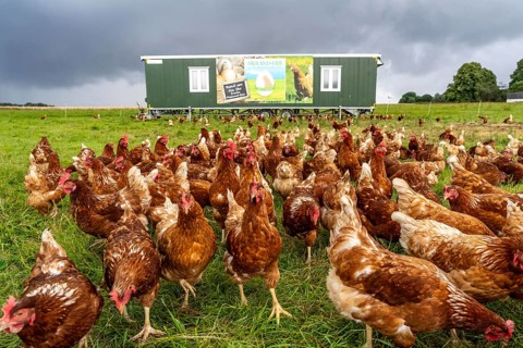 Chickens in a meadow, mobile housing, free-range chickens, free-range eggs, north of