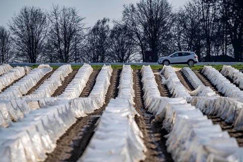 Asparagus fields, asparagus stems under foil, for faster growth, near Kirchhellen, district of
