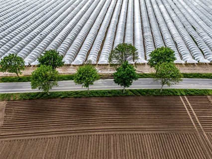 Agriculture, large areas with foil tunnel, for the cultivation of strawberries, freshly cultivated