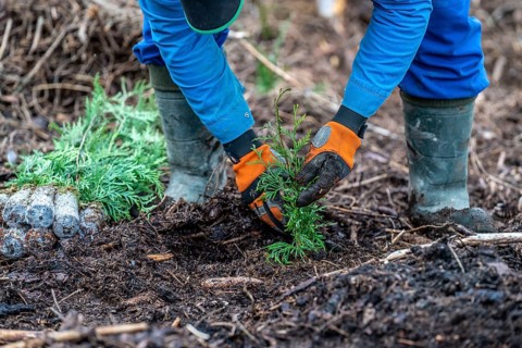 Reforestation in the Arnsberg Forest near Warstein-Sichtigvor, Soest district, forestry workers
