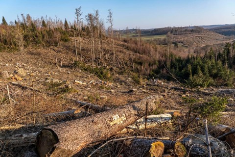 Cleared forest area north of the village of Hirschberg, Soest district, dead spruce stands were