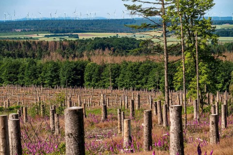 Cleared forest in the Eggegebirge, near Lichtenau, Paderborn district, site of a spruce forest that