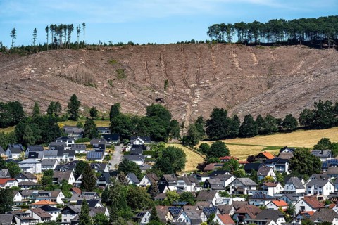 Cleared forest area north of the village of Öventrop, district of Arnsberg, dead spruce stands were