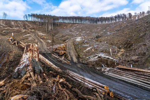 Cleared forest area north of the village of Öventrop, district of Arnsberg, dead spruce stands were