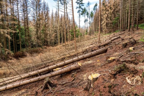 Forest dieback in Arnsberg Forest, northern Sauerland, dead spruce trees, partly cleared forest,