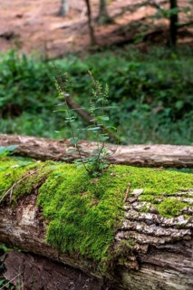 Plants, mosses growing on a dead, fallen tree, spruce, sage-gamander plant, in the Arnsberg Forest,