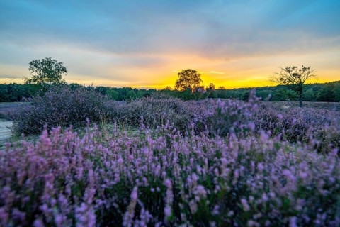 The Westruper Heide, in the Hohe Mark Westmünsterland nature park Park, near Haltern am See,