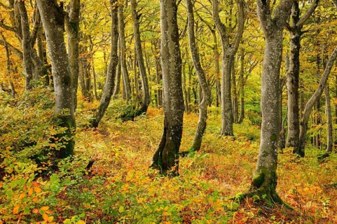 Gnarled beech forest in autumn on the Weissenstein, Swiss Jura in the canton of Solothurn,