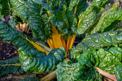 Chard, yellow-stemmed, vegetable patch, North Rhine-Westphalia, Germany, Europe