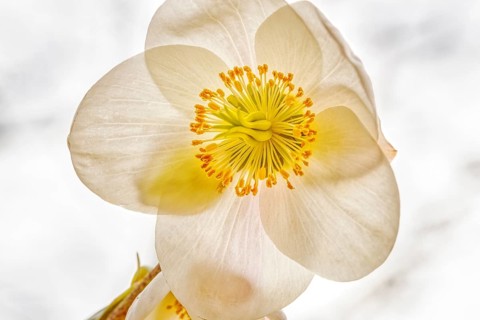 Detailed depiction of a white flower with a yellow centre, conveying a peaceful atmosphere,