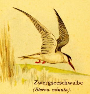 Little tern (Sternula albifrons) in flight, habitat, water, lakeshore, reeds, World of Birds,