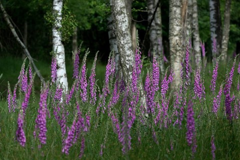 Common foxglove (Digitalis purpurea) and birch trees (Betula pendula), Lower Rhine, North