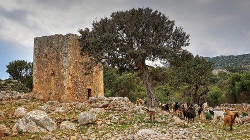 Herd of goats around a ruin on a cloudy day, sheep (e) or goat (n), ovis, caprae, Crete, Greek